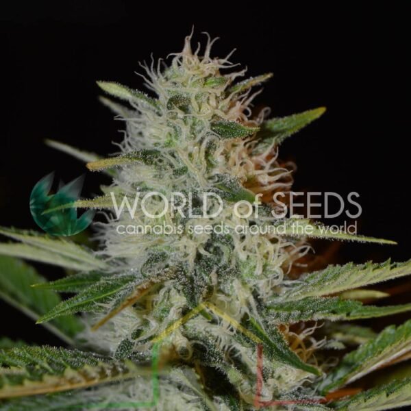 Kilimanjaro Regular - World Of Seeds