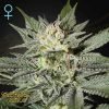 King's Kush CBD - Green House Seeds