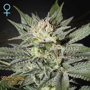 King's Kush CBD - Green House Seeds