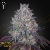 King's Tart - Green House Seeds