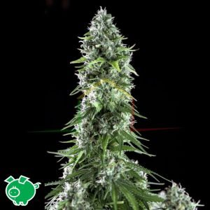 Kritikal Bilbo x AK-47 - Genehtik Seeds