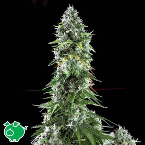 Kritikal Bilbo x AK-47 - Genehtik Seeds