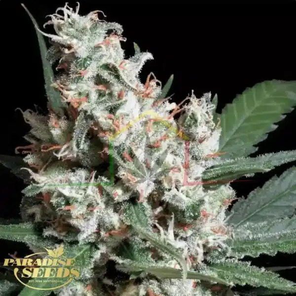L.A. Amnesia - Paradise Seeds
