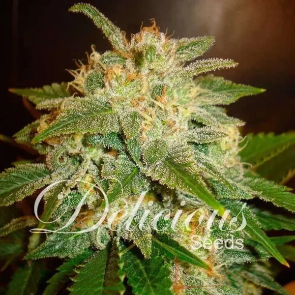 La Bella Afrodita Auto De Delicious Seeds
