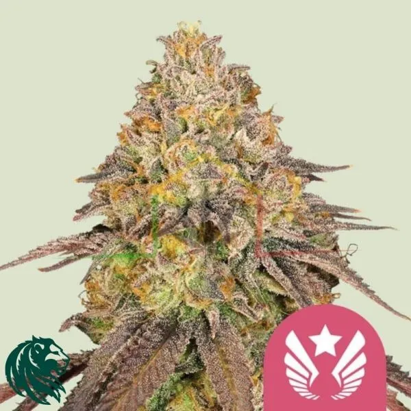 Legendary OG Punch - Royal Queen Seeds