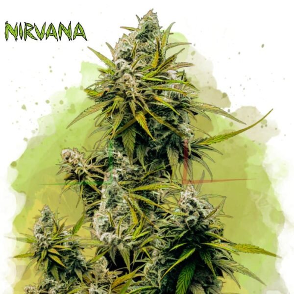 Lemon OG Haze Auto - Nirvana Seeds