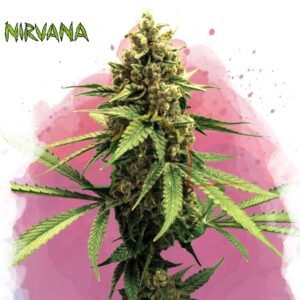 Lemon OG Haze - Nirvana Seeds
