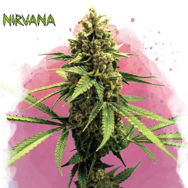 Lemon OG Haze - Nirvana Seeds