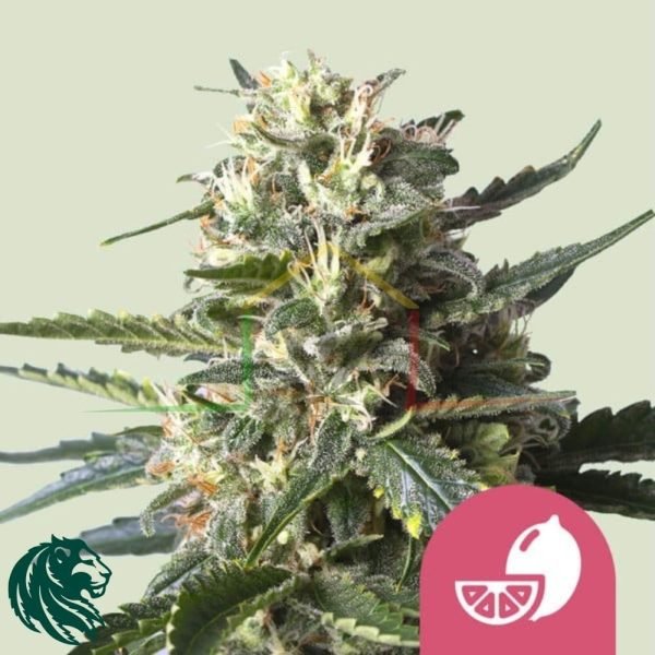 Lemon Shining Silver Haze - Royal Queen Seeds