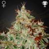 Lemon Skunk - Green House Seeds