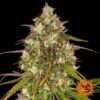 Liberty Haze - Barney's Farm