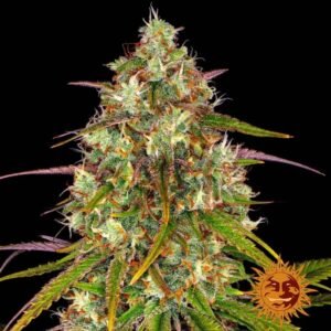 Liberty Haze - Barney's Farm