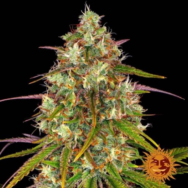 Liberty Haze - Barney's Farm