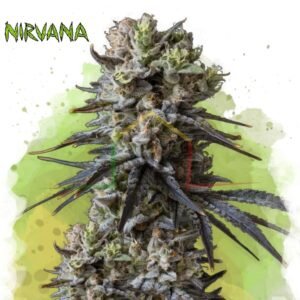 Lithium OG Kush Auto - Nirvana Seeds