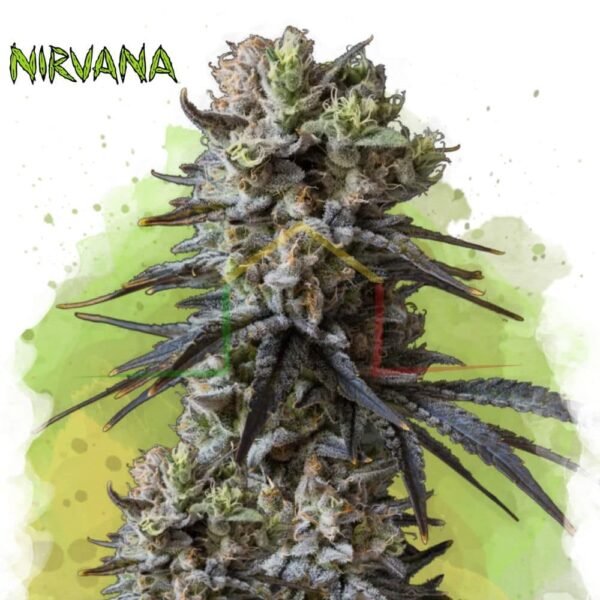 Lithium OG Kush Auto - Nirvana Seeds