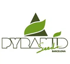 PYRAMID SEEDS