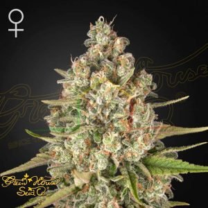 Lost Pearl - Green House Seeds