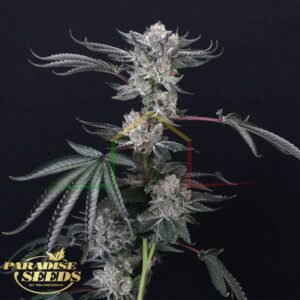 Luxar-Dos - Paradise Seeds