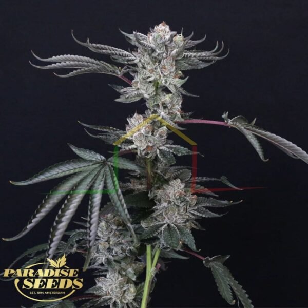 Luxar-Dos - Paradise Seeds