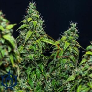 MAGNUM AUTO BUDDHA SEEDS