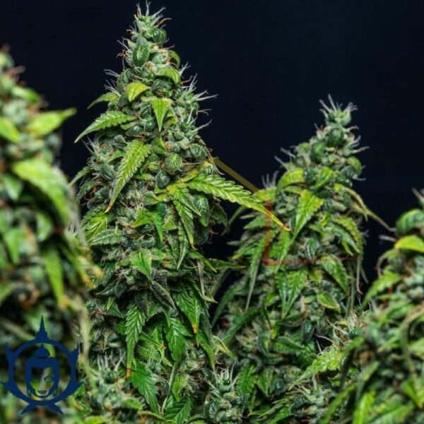 MAGNUM AUTO BUDDHA SEEDS
