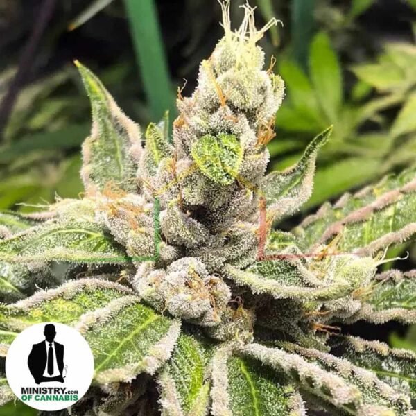 Mamacita's Cookies de Ministry of Cannabis