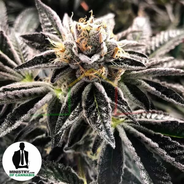 Mandarin Gelato de Ministry of Cannabis