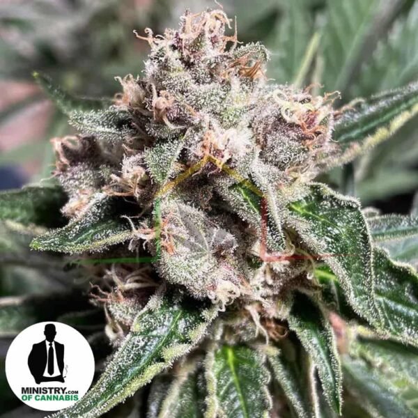 mars mellow ministry of cannabis