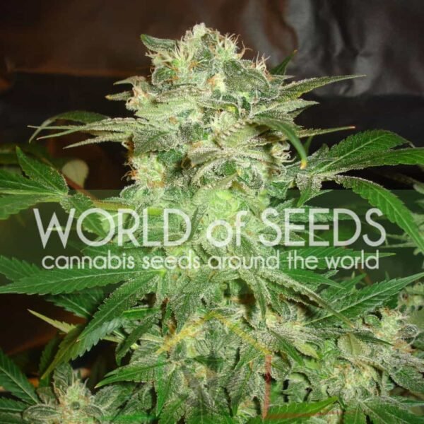 Mazar Kush - World Of Seeds