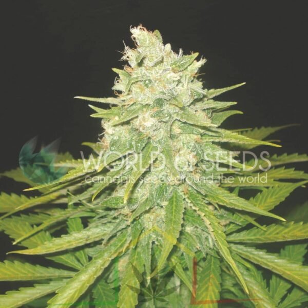 Mazar x Great White Shark - World of Seeds