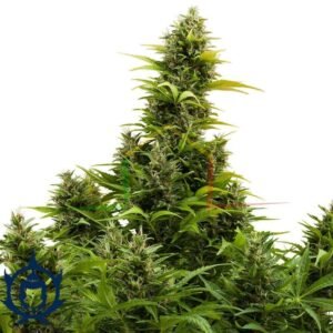 Medikit CBD Auto Buddha Seeds