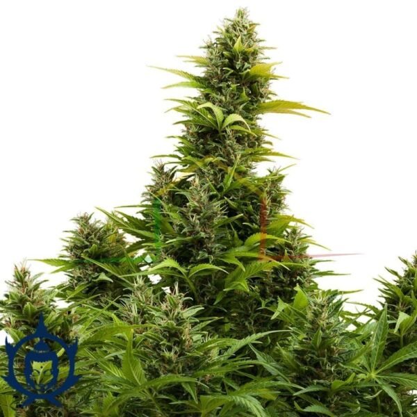 Medikit CBD Auto Buddha Seeds
