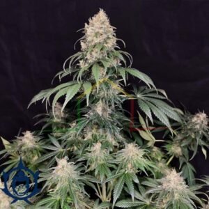 Medikit Buddha seeds