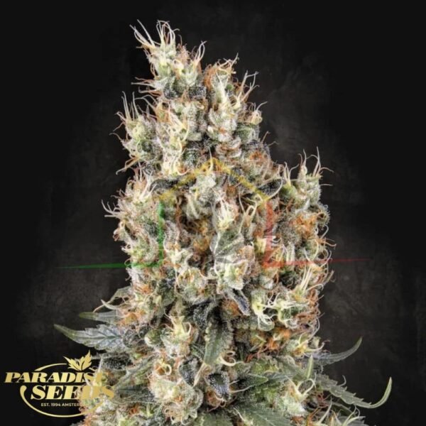 Mendocino Skunk - Paradise seeds