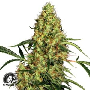 Mexican Sativa - Sensi Seeds