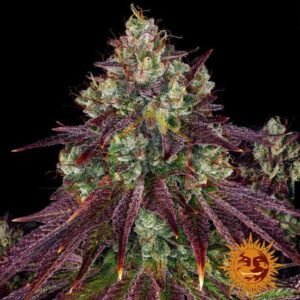Mimosa Evo - Barney's Farm