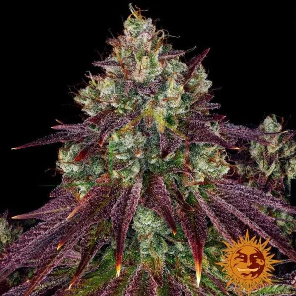 Mimosa Evo - Barney's Farm