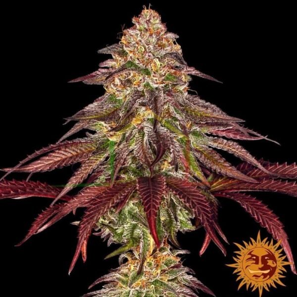 Mimosa x Orange Punch - Barney's Farm