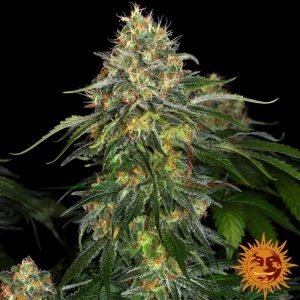 Moby Dick Auto de Barney's Farm