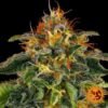 Moby Dick - Barney's Farm