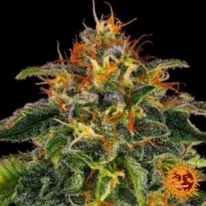 Moby Dick - Barney's Farm