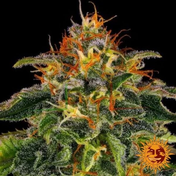 Moby Dick - Barney's Farm