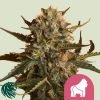 Mother Gorilla - Royal Queen Seeds