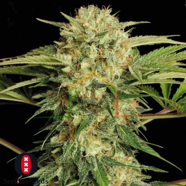 Motavation - Serious Seeds