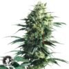 Mother's Finest regular - Sensi Seeds