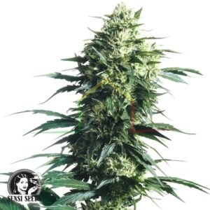 Mother's Finest regular - Sensi Seeds