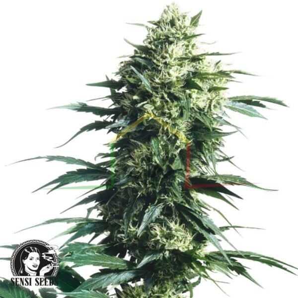 Mother's Finest regular - Sensi Seeds