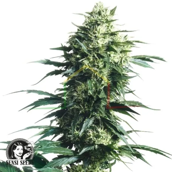 Mother's Finest regular - Sensi Seeds