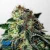 Mystic Cookie Auto - Positronics Seeds