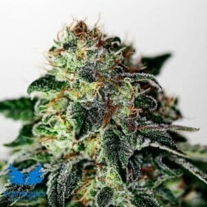 Mystic Cookie Auto - Positronics Seeds